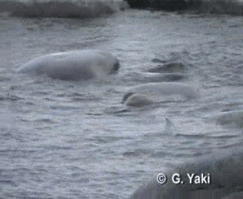 Gentoo Penguin - ML201000111