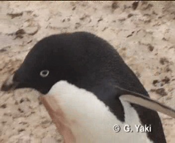 Adelie Penguin - ML201000181