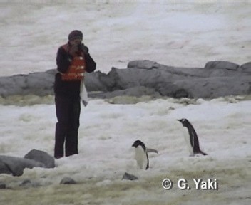 Adelie Penguin - ML201000191