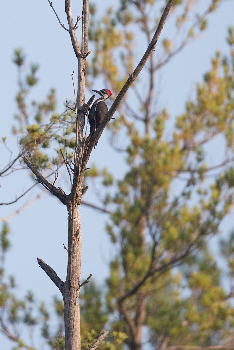 Pileated Woodpecker - ML20100021