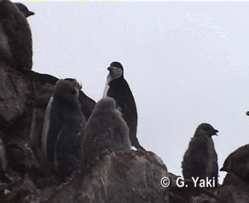 Chinstrap Penguin - ML201000251