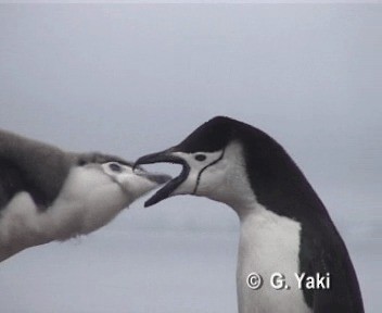 Chinstrap Penguin - ML201000261