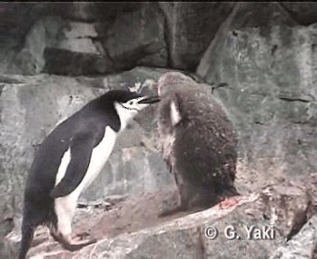 Chinstrap Penguin - ML201000301