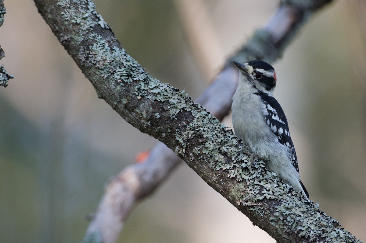 Yumuşak Tüylü Ağaçkakan (pubescens/medianus) - ML20100031