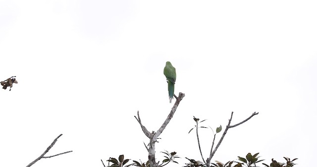 Echo Parakeet - ML201000381