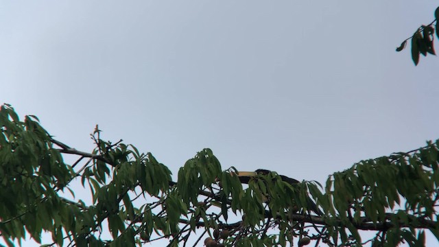 Araçari de Frantzius - ML201000441