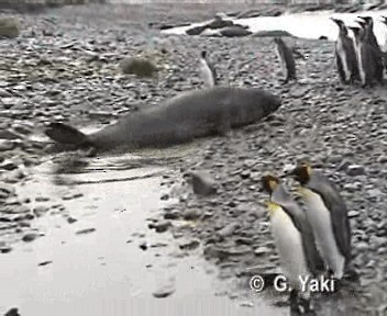 King Penguin - ML201000551