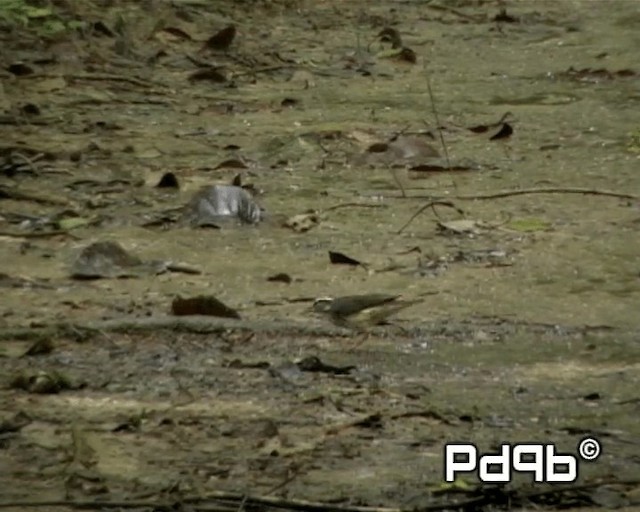 Louisiana Waterthrush - ML201000591