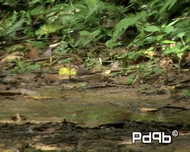 Louisiana Waterthrush - ML201000601