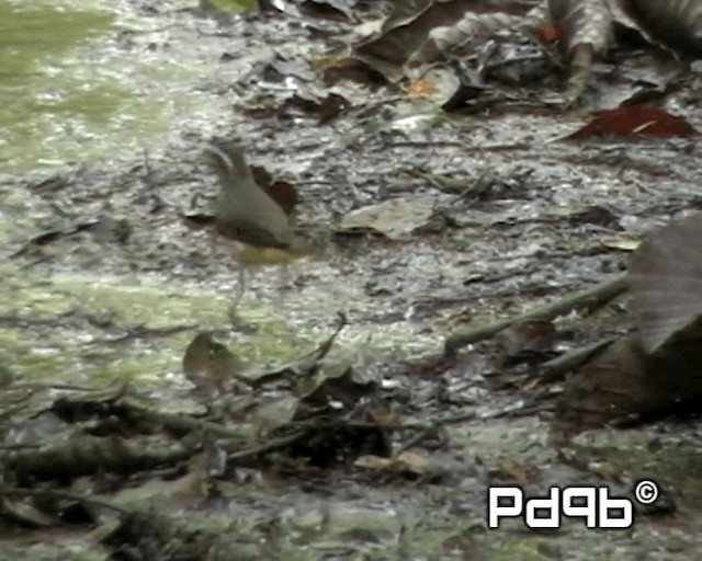 Louisiana Waterthrush - ML201000611