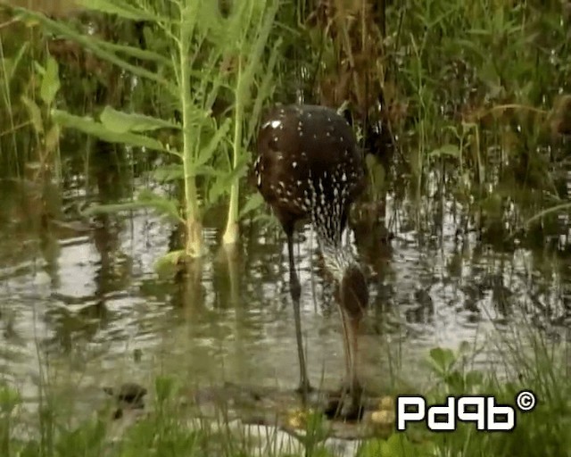 Limpkin (Speckled) - ML201000701