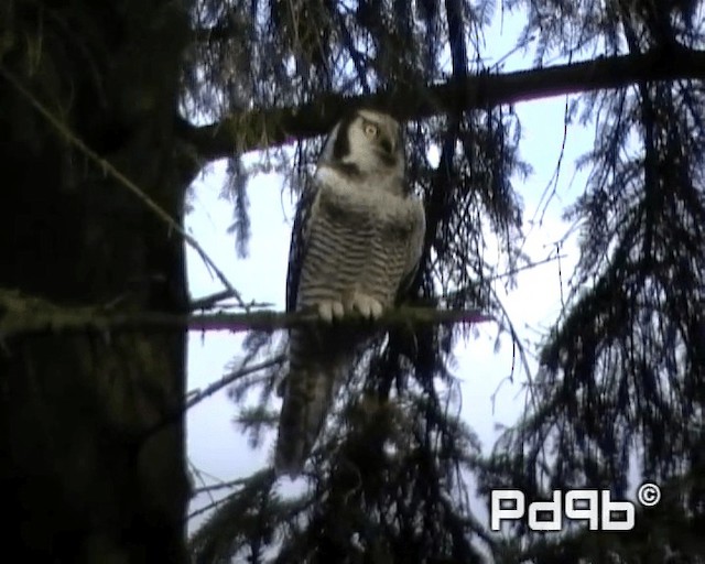 Northern Hawk Owl (Eurasian) - ML201000821