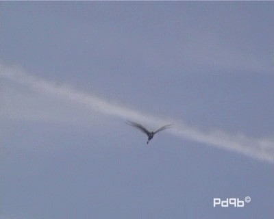 Great Egret (alba) - ML201000851