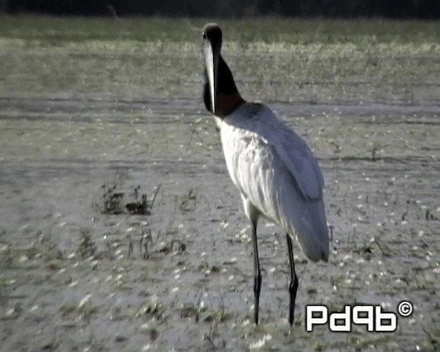 čáp jabiru - ML201000931