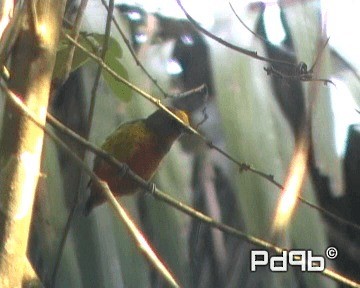 Olive-backed Euphonia - ML201001001