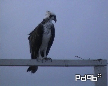 Osprey (ridgwayi) - ML201001021