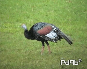 Ocellated Turkey - ML201001081