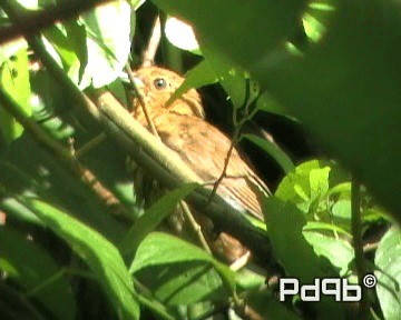 Red-throated Ant-Tanager - ML201001211