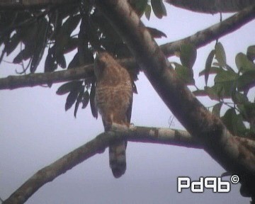 Roadside Hawk (Northern) - ML201001231