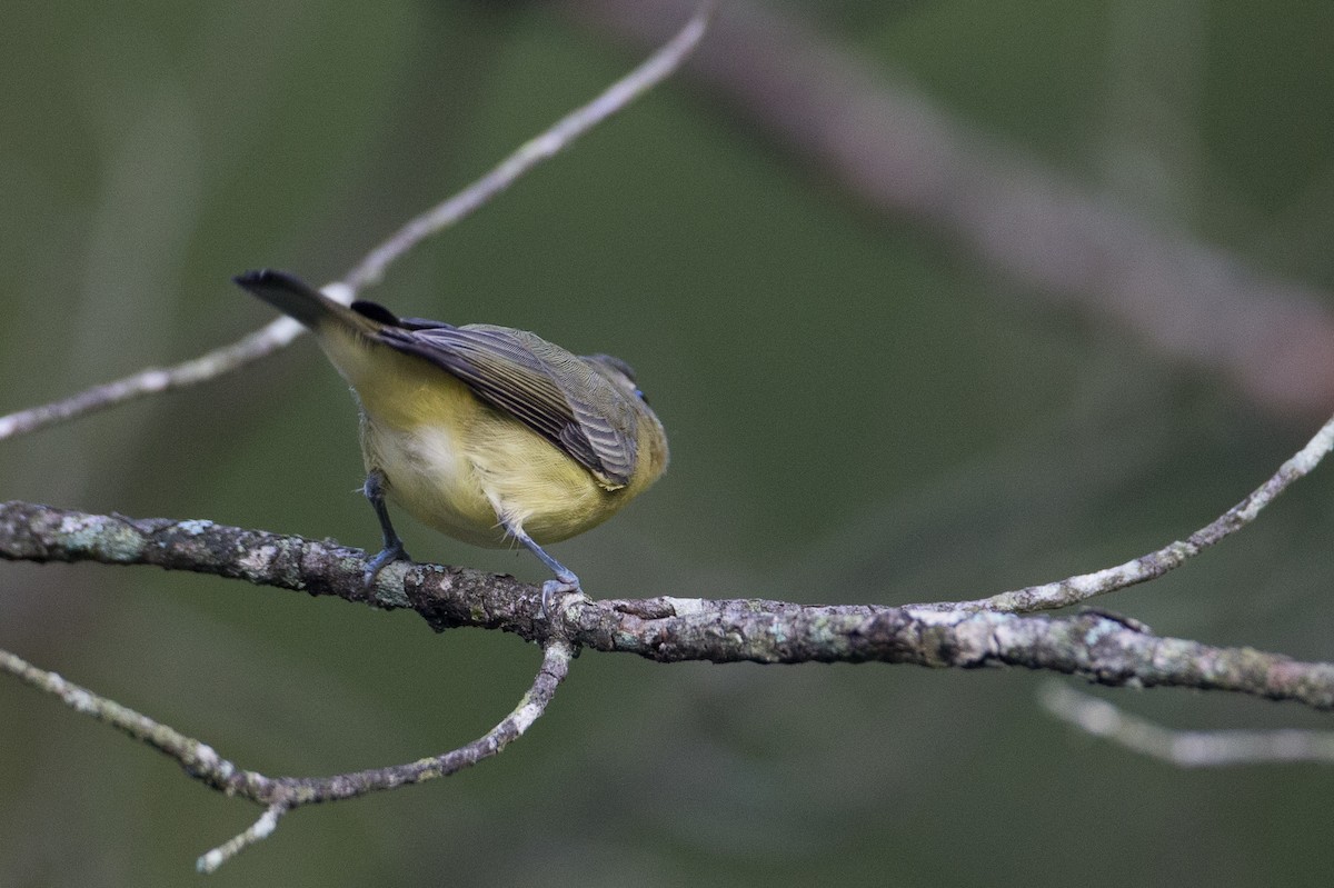 Philadelphia Vireo - ML20100141