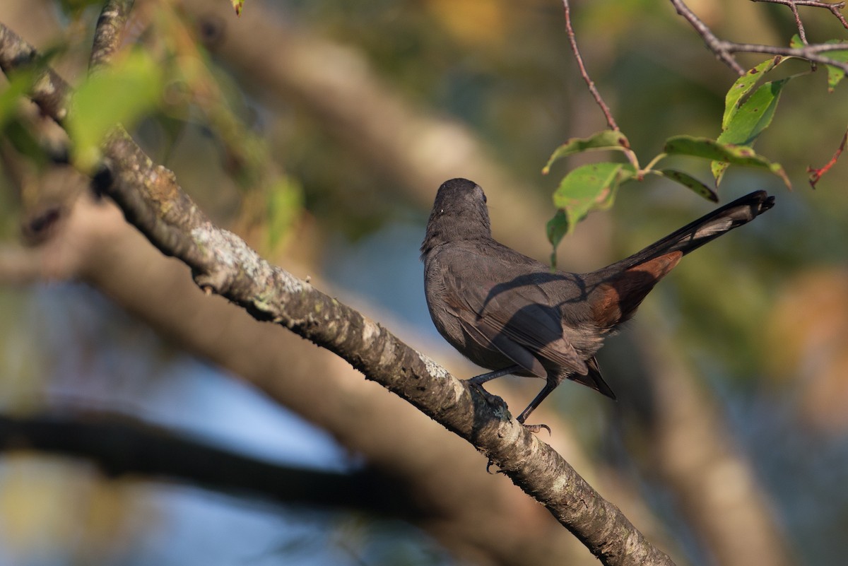 Gray Catbird - ML20100201