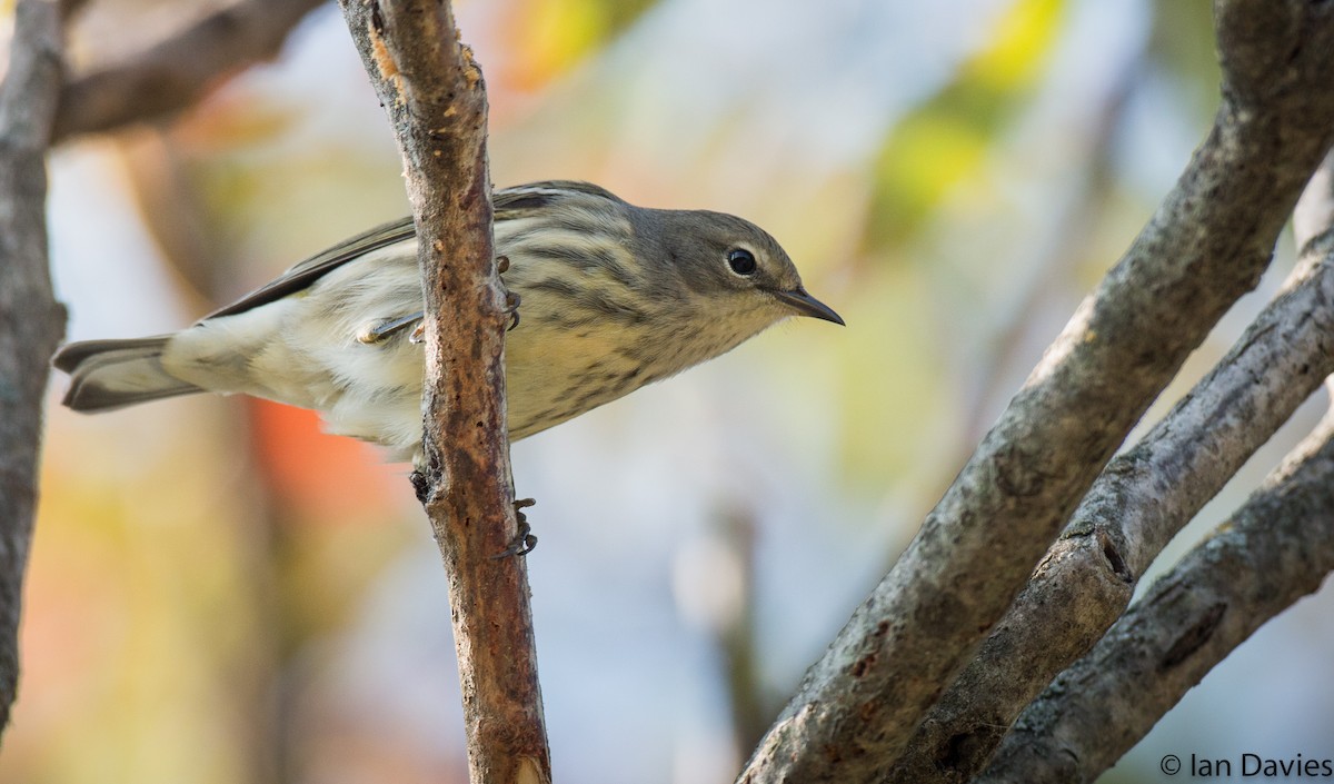 Cape May Warbler - Ian Davies