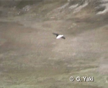 Imperial Cormorant (South Georgia) - ML201002941