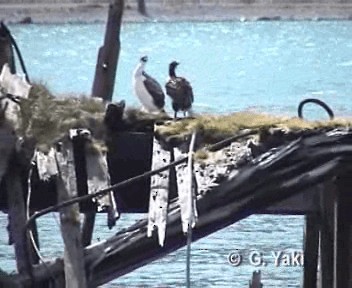 Imperial Cormorant (South Georgia) - ML201002951