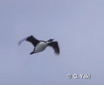 Imperial Cormorant - ML201002961