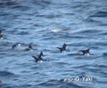 Imperial Cormorant (Imperial) - ML201002971