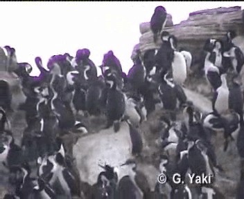 Imperial Cormorant (Imperial) - ML201002981