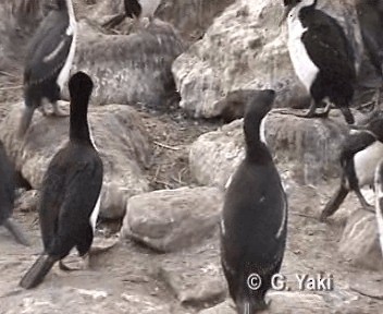 Imperial Cormorant (Imperial) - ML201003001