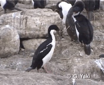 Imperial Cormorant (Imperial) - ML201003011