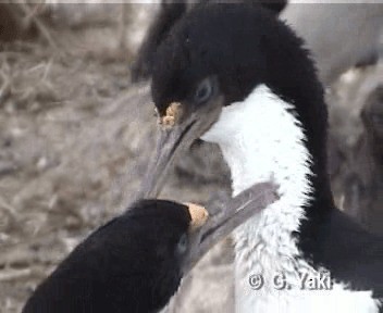 Imperial Cormorant (Imperial) - ML201003021