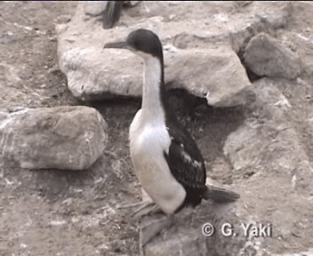 Imperial Cormorant (Imperial) - ML201003041