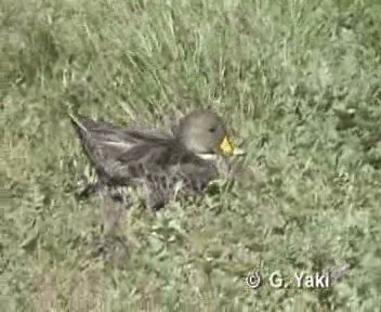 Yellow-billed Pintail (South Georgia) - ML201003051