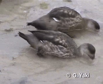 Crested Duck - ML201003061