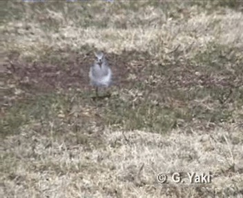 Rufous-chested Dotterel - ML201003091