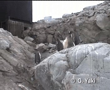 Snowy Sheathbill - ML201003101