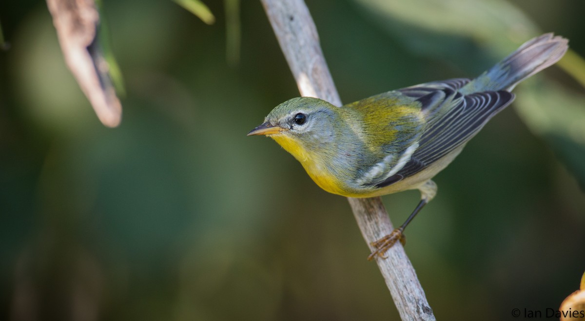 Northern Parula - Ian Davies
