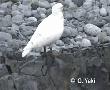 Snowy Sheathbill - ML201003121