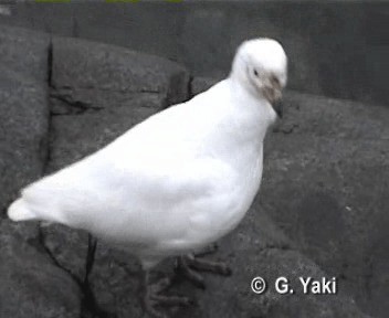 Snowy Sheathbill - ML201003131