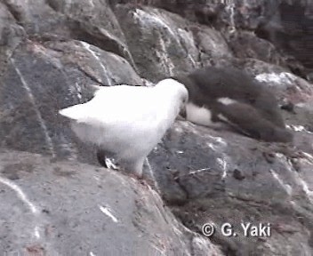Snowy Sheathbill - ML201003141