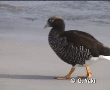 Kelp Goose - ML201003151