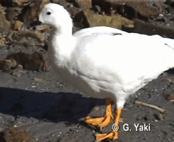 Kelp Goose - ML201003161