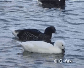 Kelp Goose - ML201003171