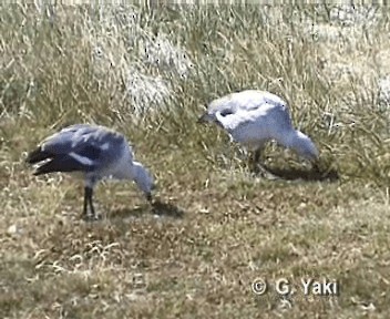 Upland Goose - ML201003181