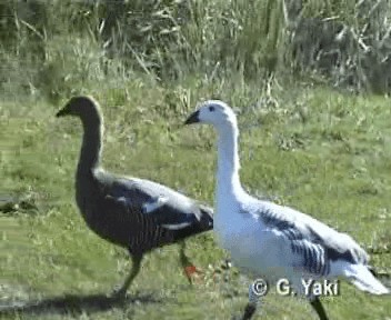 Upland Goose - ML201003191