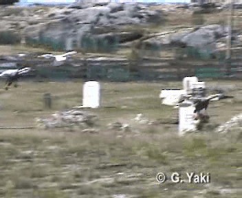 Upland Goose - ML201003201