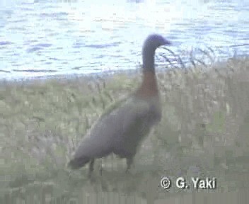 Oca testagrigia - ML201003221